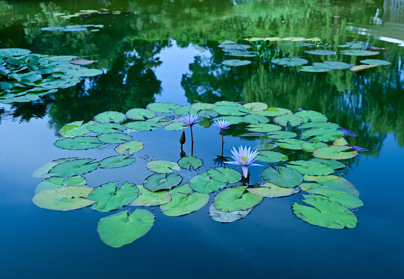 美图欣赏荷塘夏色农银融媒