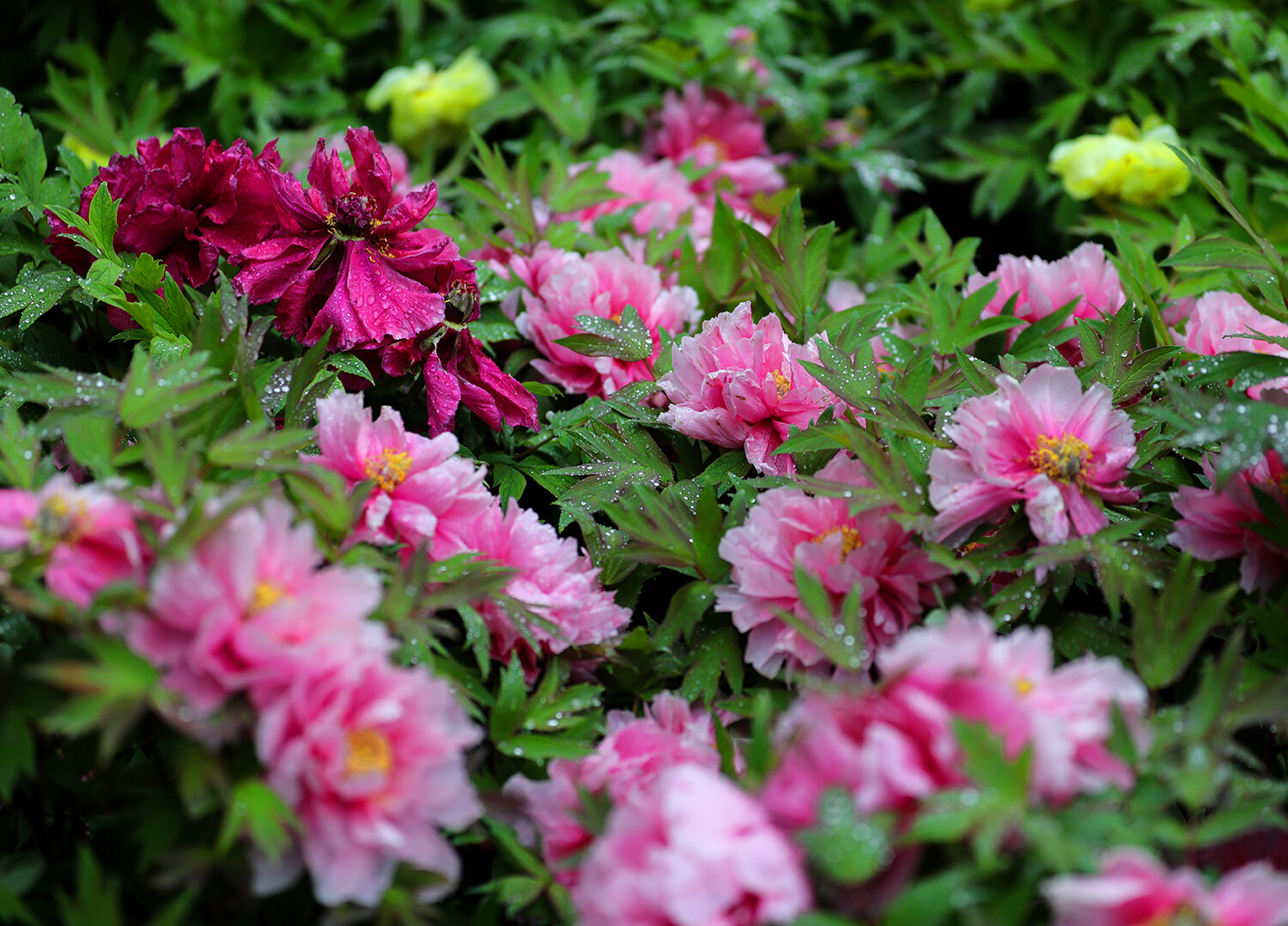 美图欣赏:洛阳牡丹|农银融媒