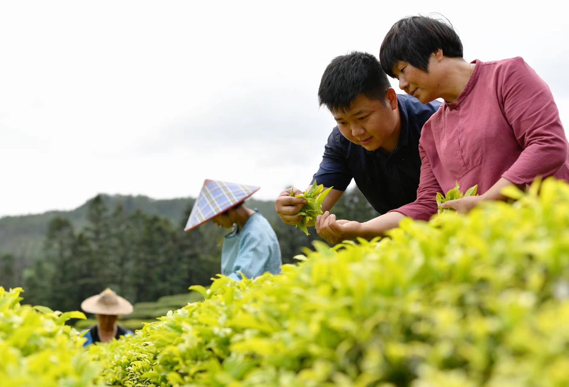 方舟（左）与目前查看茶叶长势。