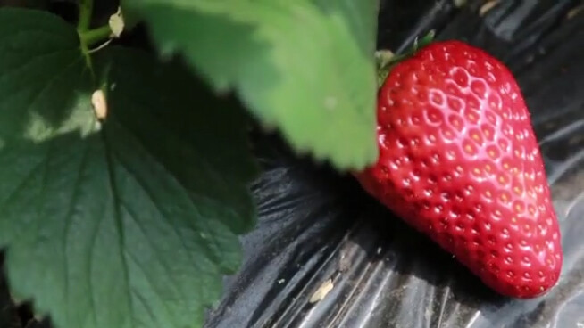 草莓11.jpg