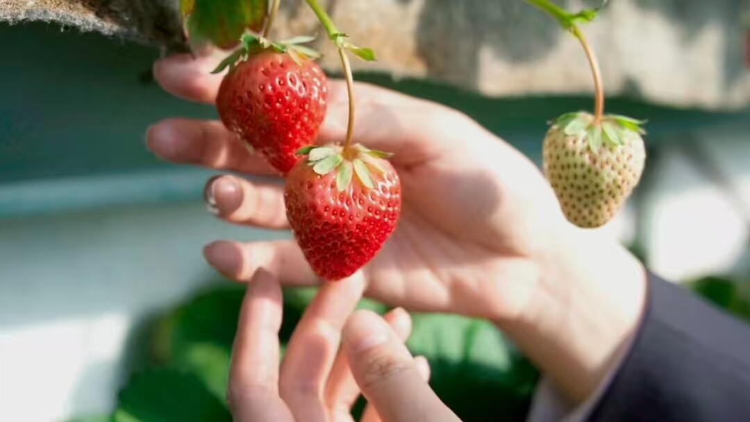 草莓4.jpg