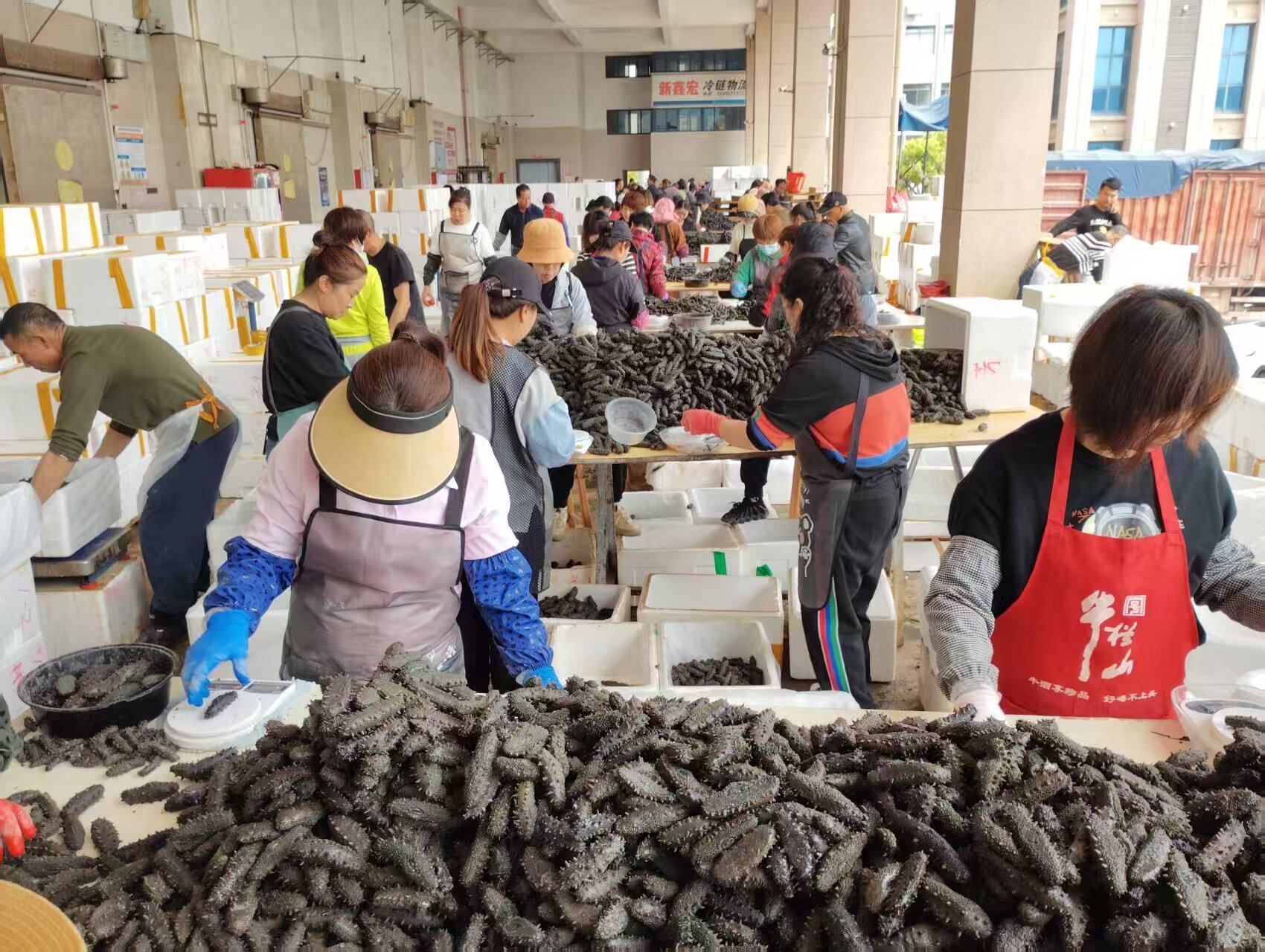 在宁德市一家海鲜市场，工人正在对海参进行称重、装箱。摄影：吴杰