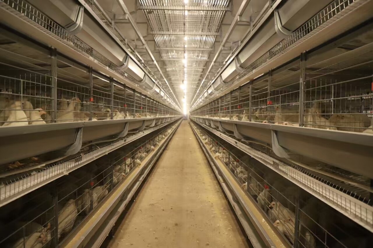 山东益嘉种禽有限公司现代化养殖基地一角。