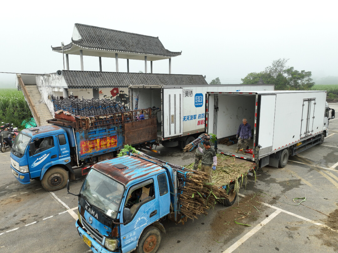 甘蔗运输.jpg