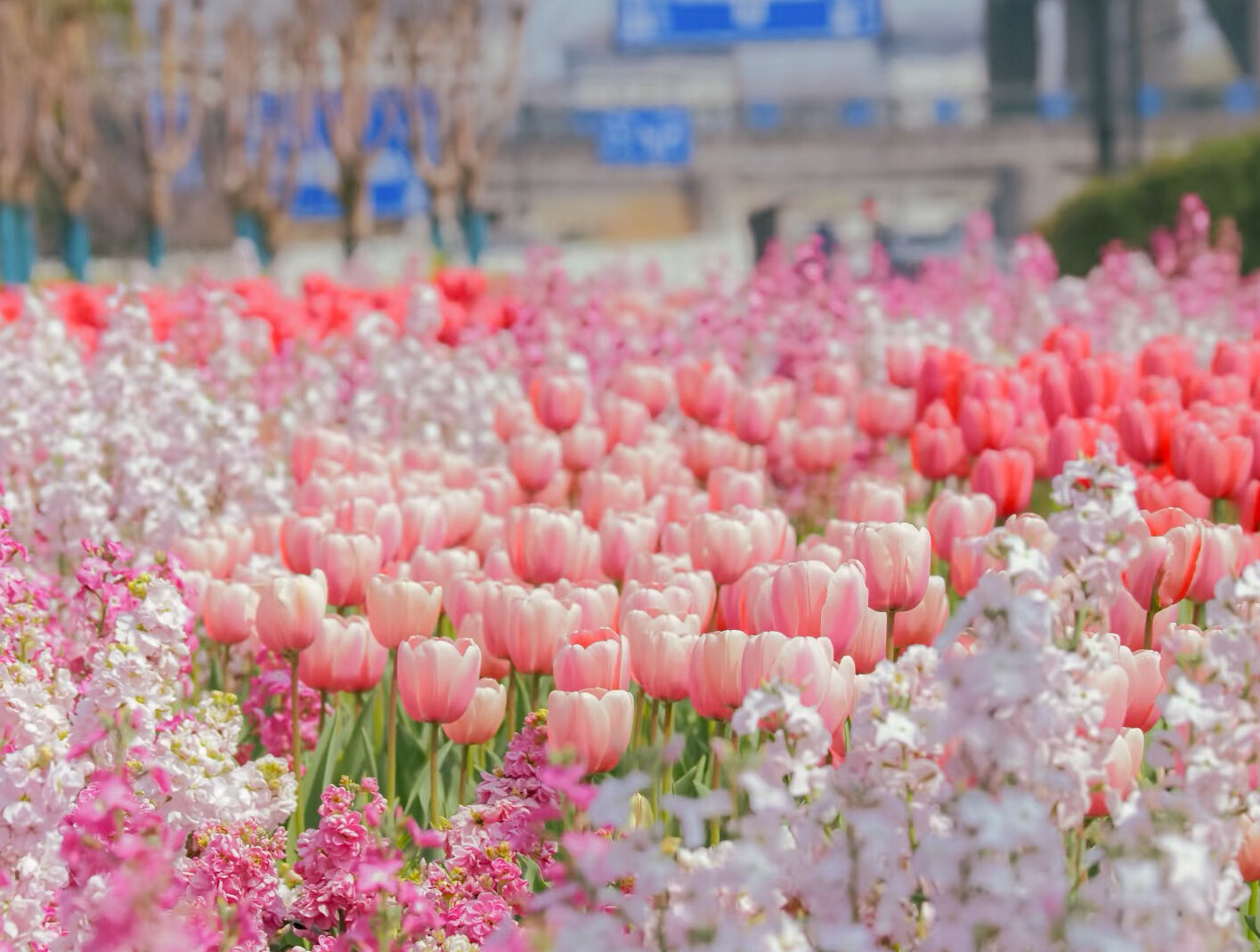 杭州“最美绿化带”。