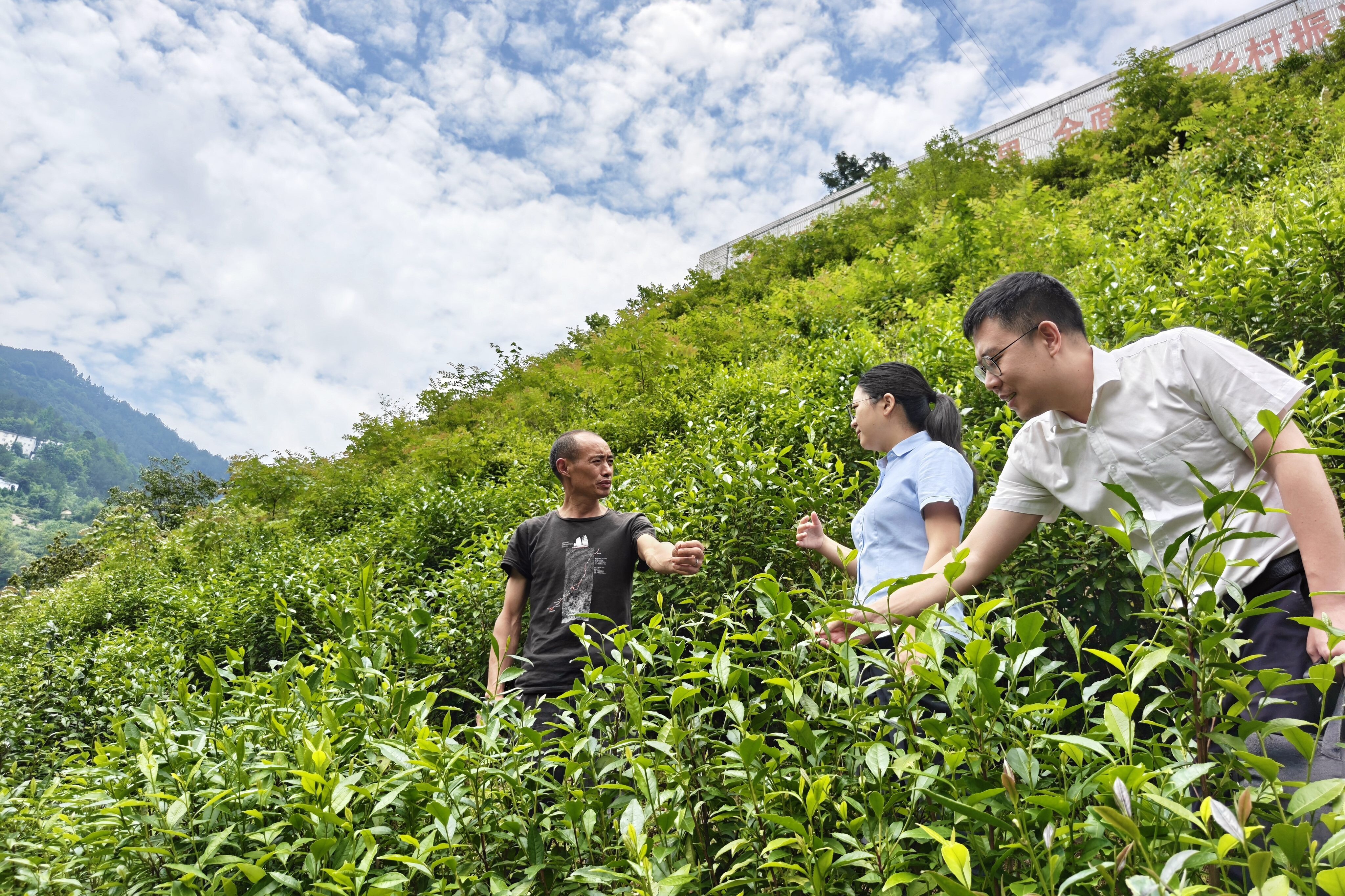 农行客户经理走访茶山村茶园。