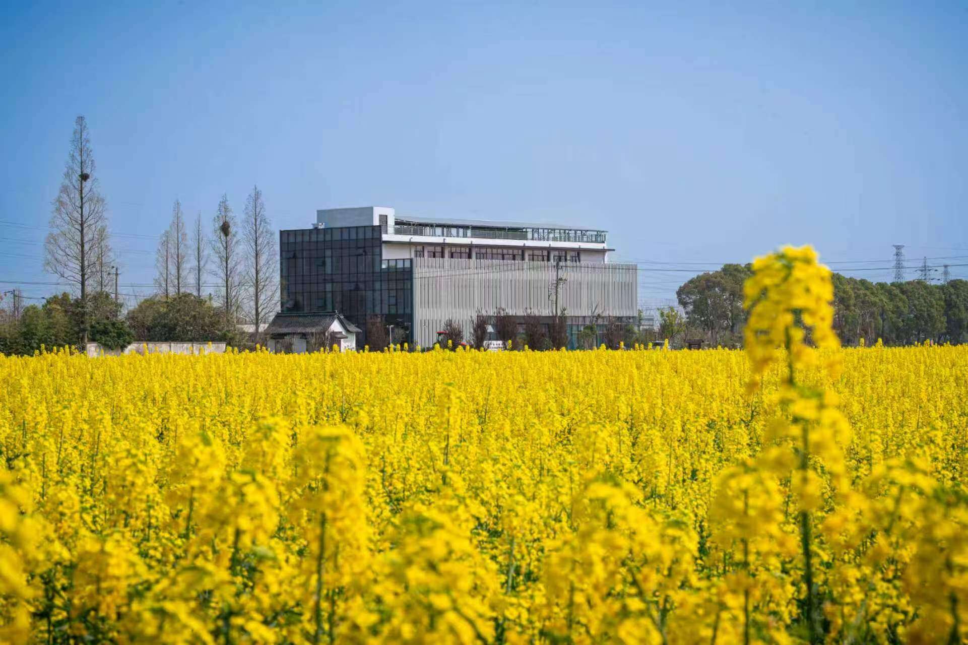 盐官镇农田景色。供图：海宁市传媒中心