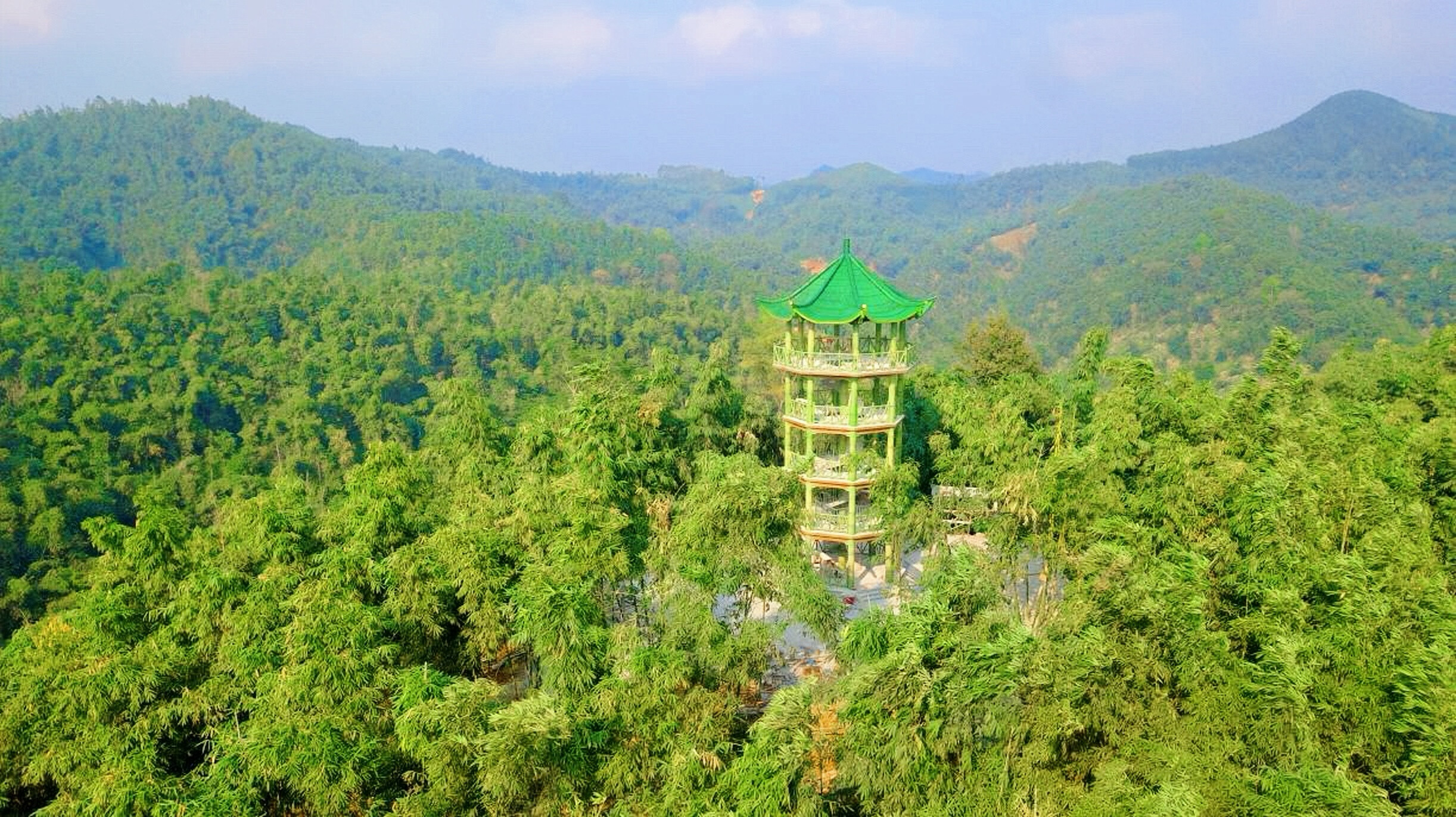 田林县竹林景观。