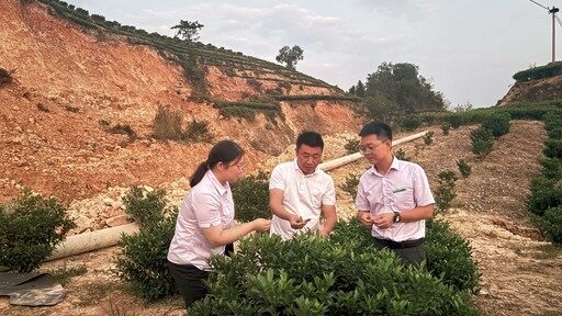 茶企负责人向农行客户经理介绍茶树损失情况。